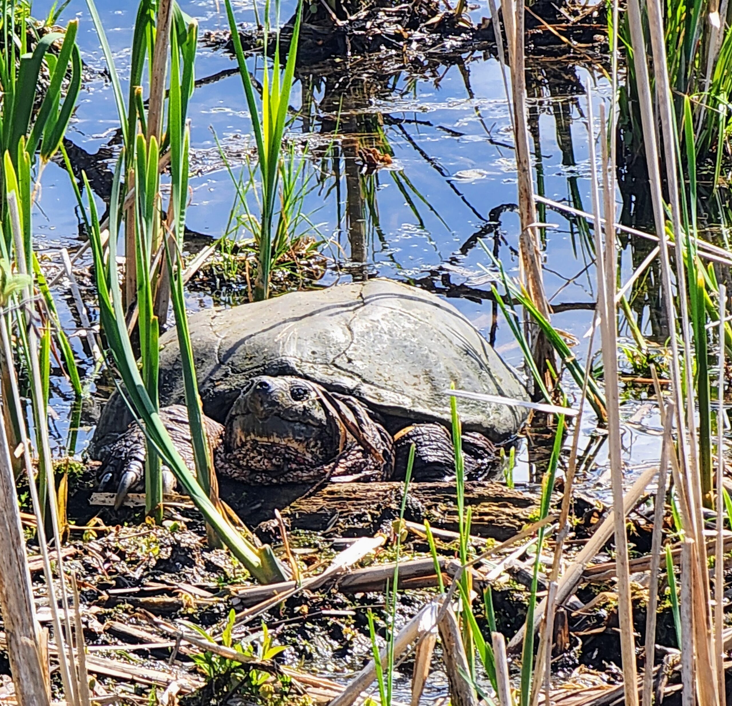 Tortue serpentine