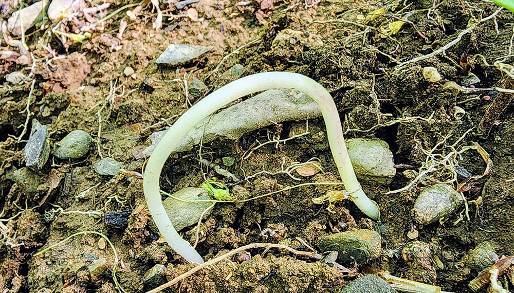 Bizarrerie en randonnée pédestre