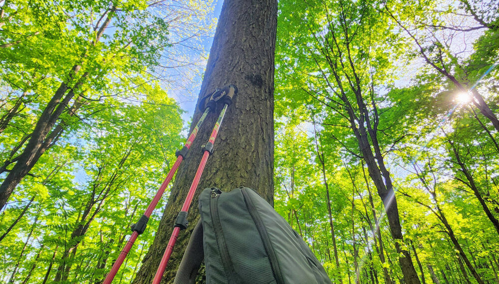 Randonnée pédestre, arbre, sac à dos et bâtons de marche