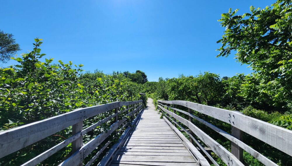 Traverses de bois dans les sentiers